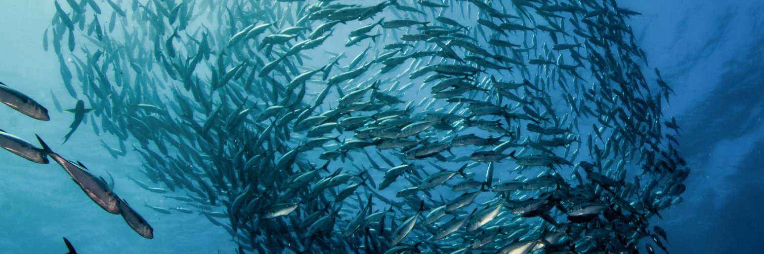 MSC i Danmark banner