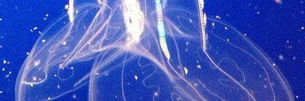skagurly22's profile banner image