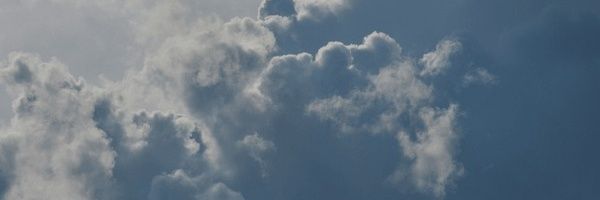 koala banner