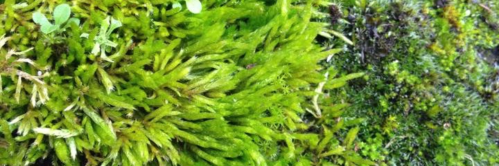 Jenny Sinclair banner