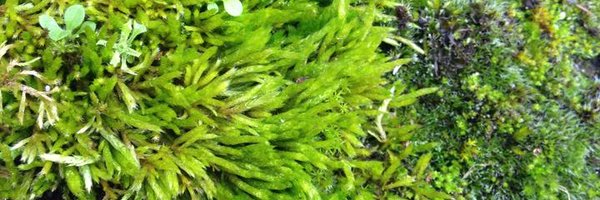 jenny_sinclair Profile Banner