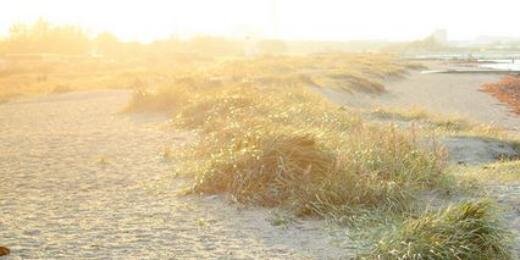 SheenaMaya's profile banner image