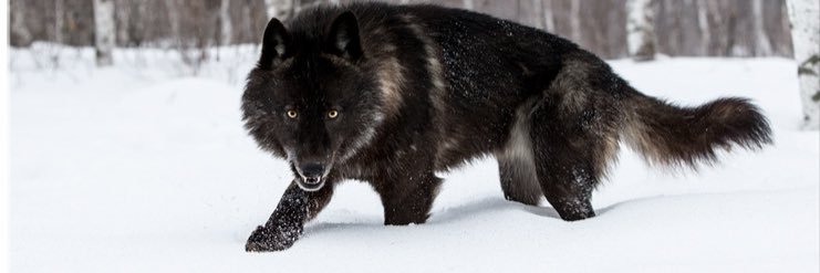 Accidental Insurrectionist Fran banner