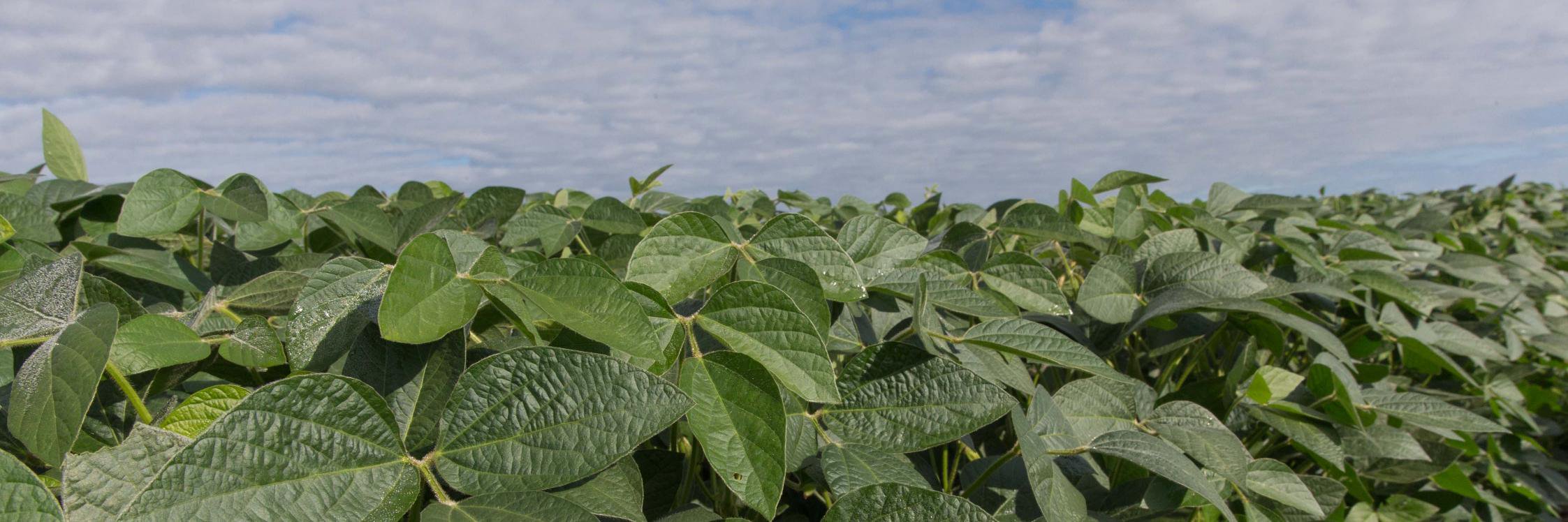 NC Soybean Producers Association banner