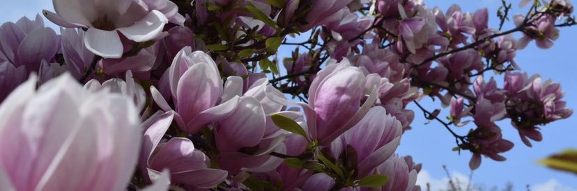 a7laflower2008's profile banner image