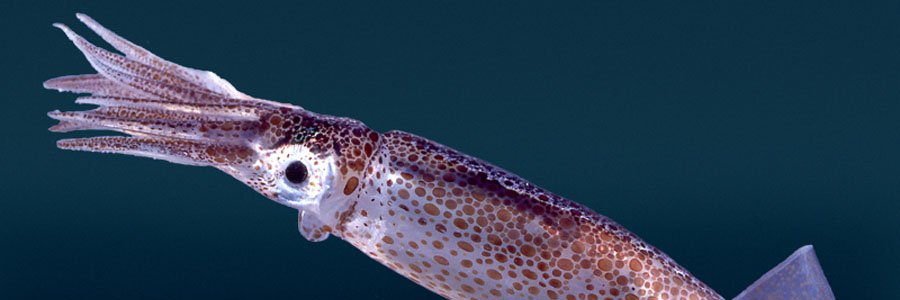 junior_rs1's profile banner image