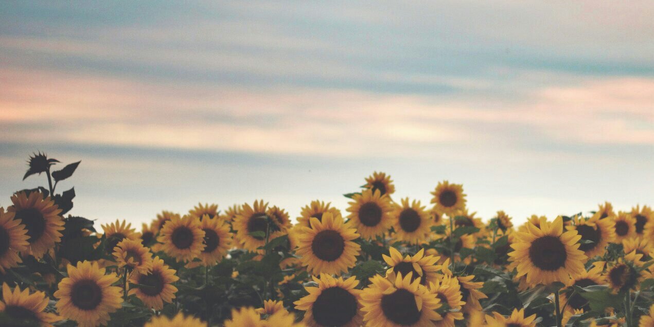 wtlovemelissa's profile banner image
