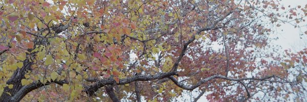 grahmattical Profile Banner