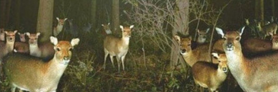 jess_gasp's profile banner image