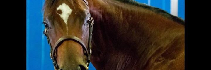 Meredith Park banner