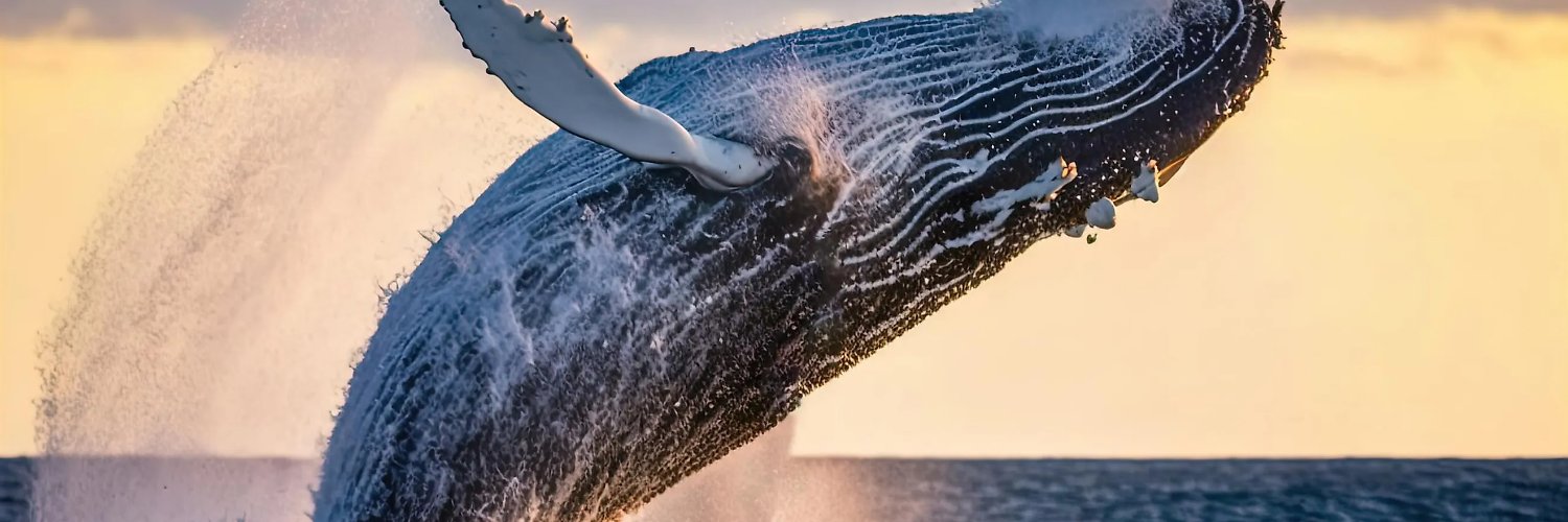 Quint's Revenge banner