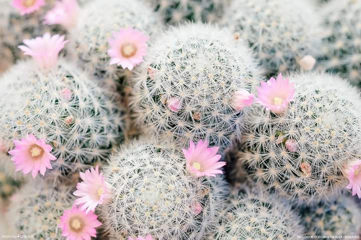 Patchareeya Yotep banner