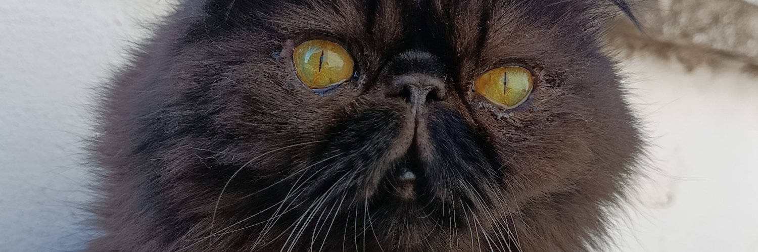 oyigit33's profile banner image