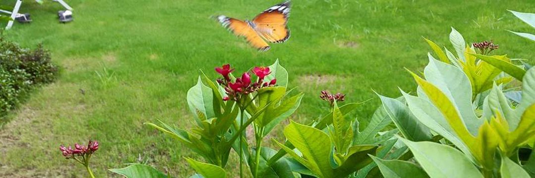 ╰⊱Faiza Rehman•⊰✿⃝🕊ᤢ͜ banner
