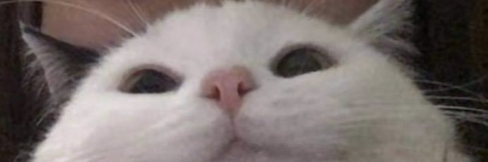 🐼 banner