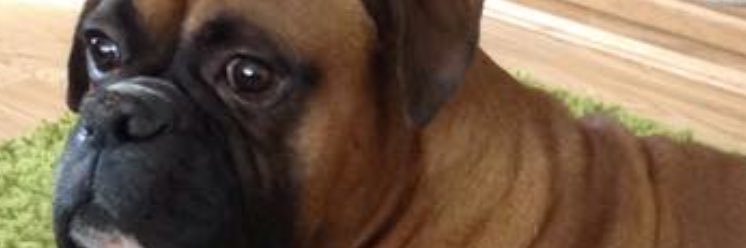 cappyann20's profile banner image