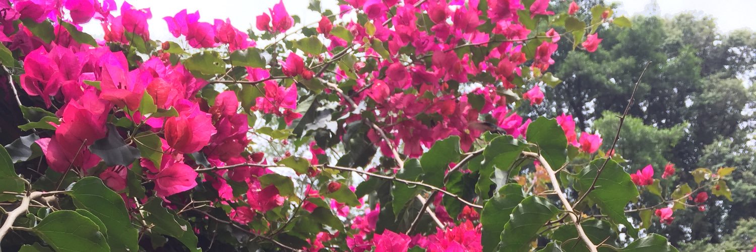ximebc's profile banner image
