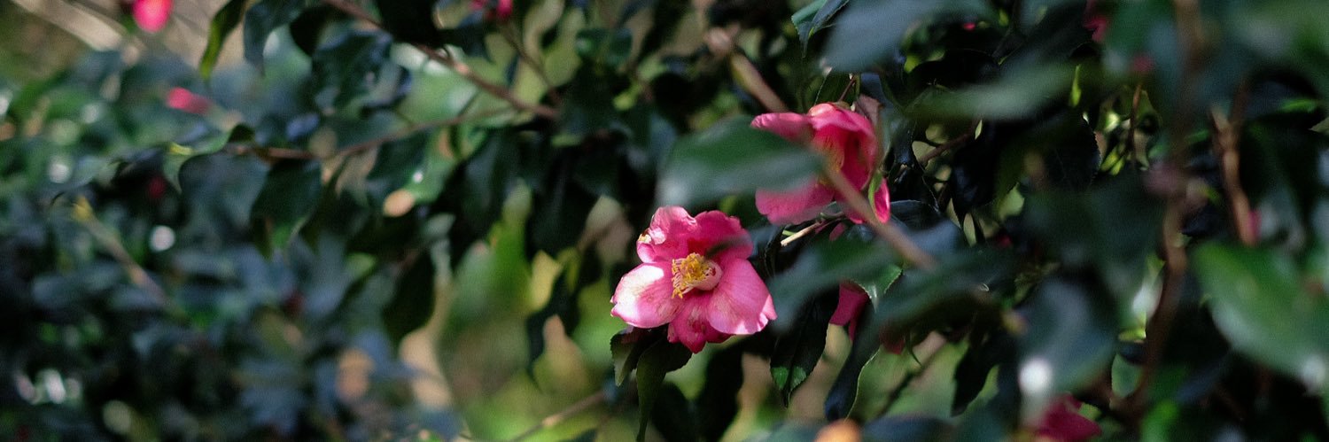 𝐲𝐮𝐮𝐤𝐢 banner