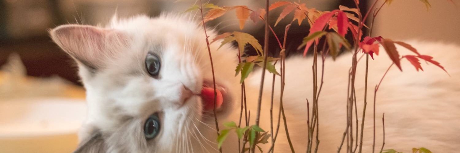 yaoO_O's profile banner image