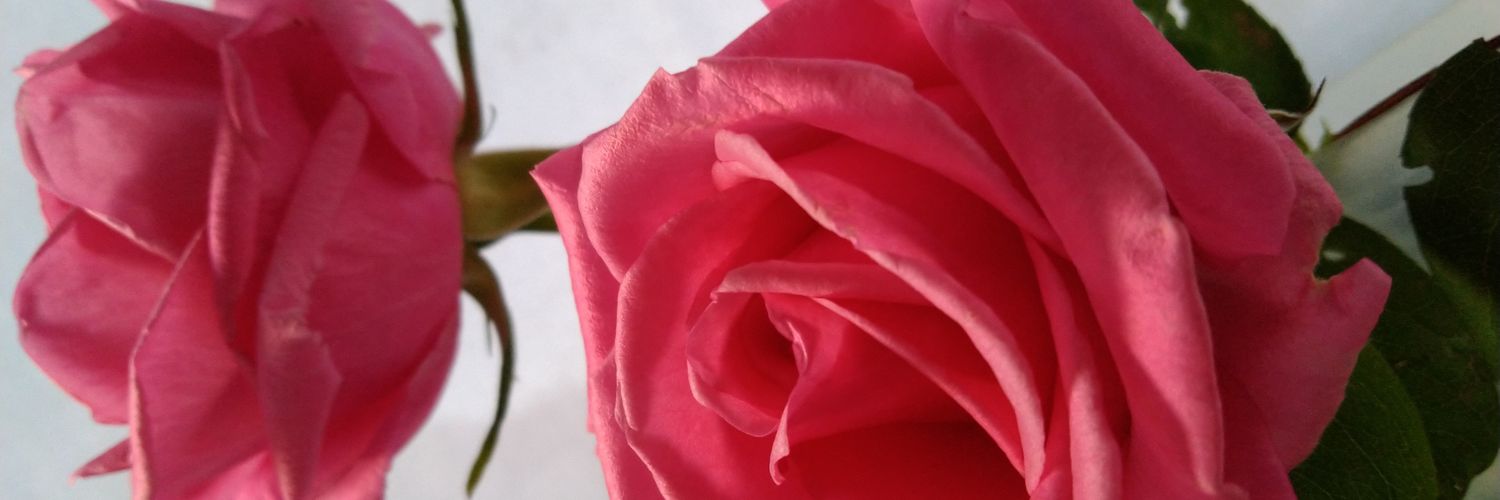MukadderYldrm7's profile banner image