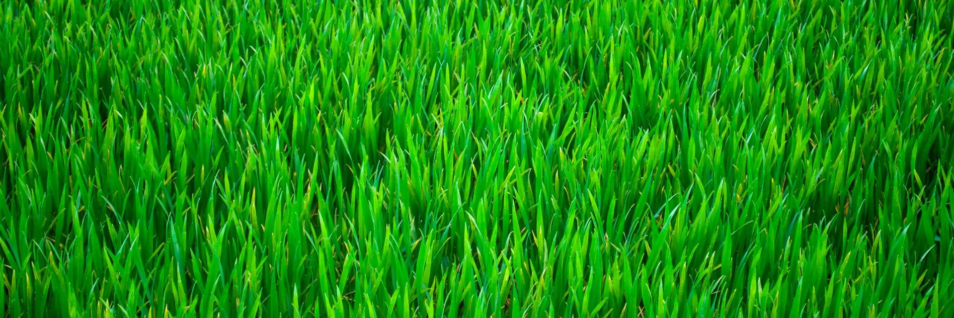 mumblecow's profile banner image