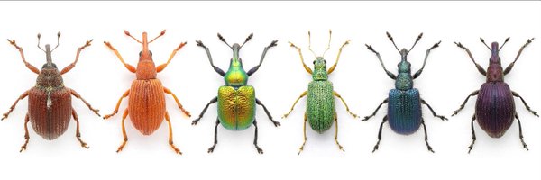 WeevilRS Profile Banner