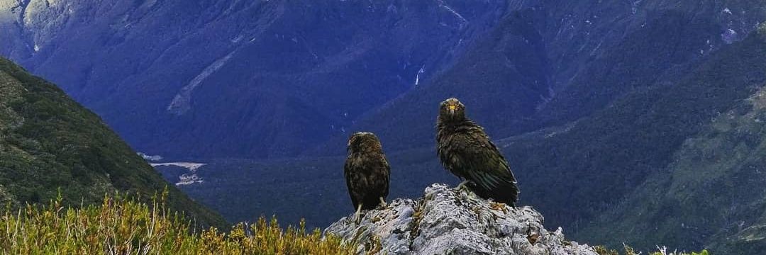 Dr Hannah Hammond, nee Baumer banner