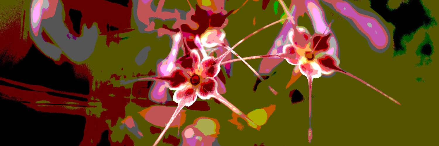cc_tvi's profile banner image