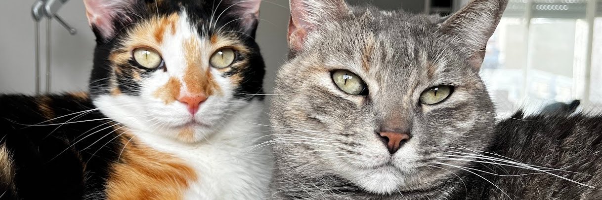 pudo fiapor d manga amassado c crise exis banner