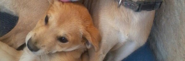 Pitsi_NT Profile Banner