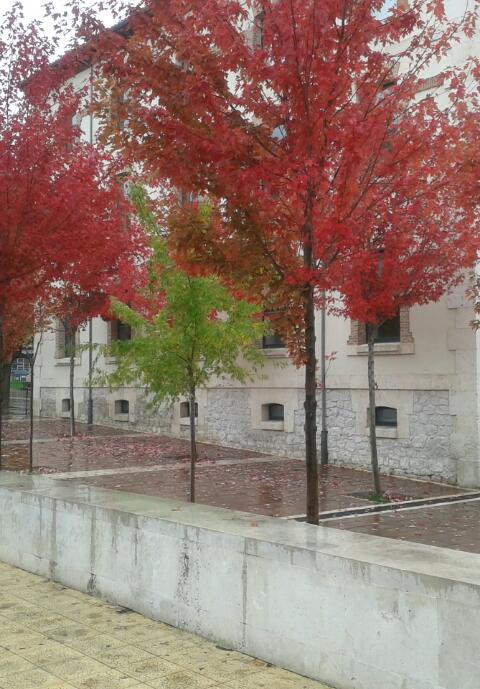 isabel contreras banner