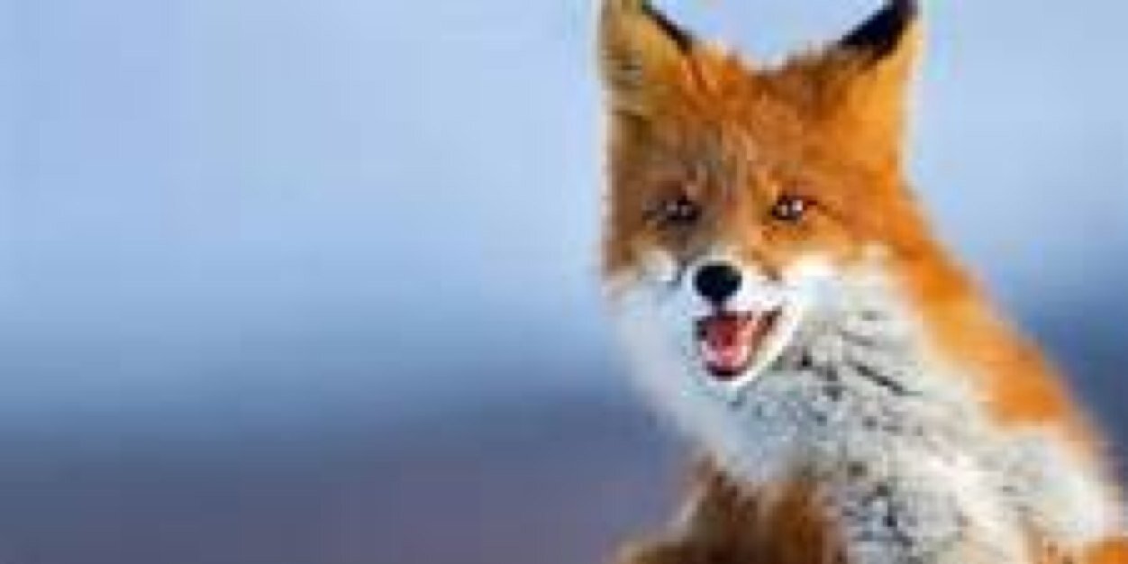 Lily_Jimmy_Fox's profile banner image