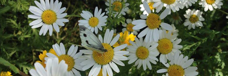 Bloom'In St Thomas banner