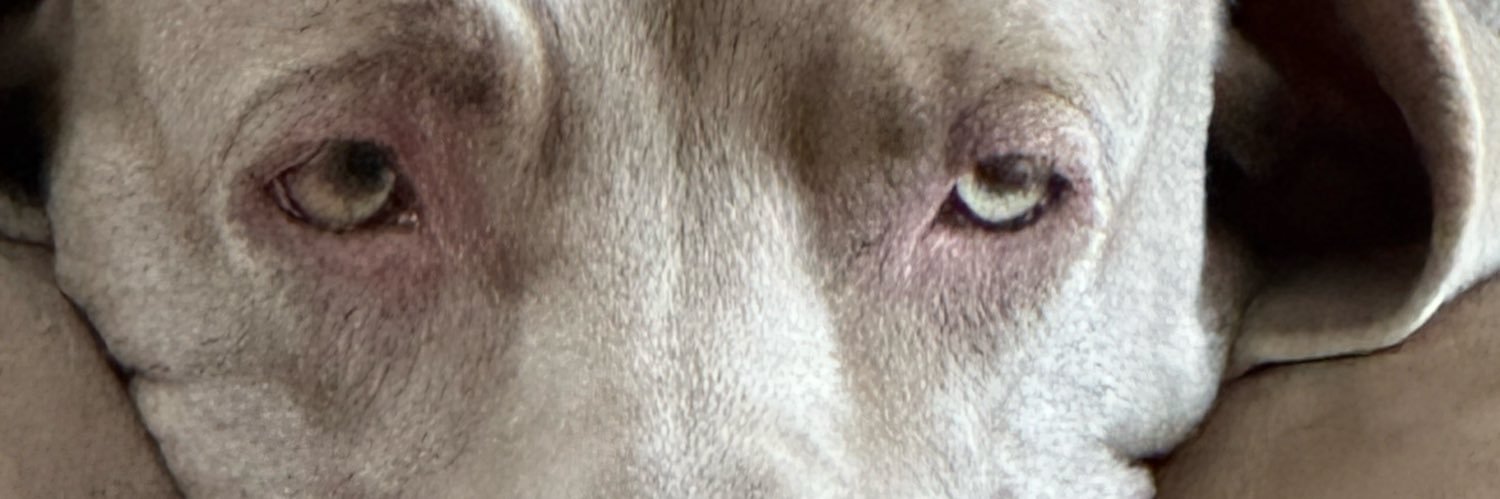 Beaks banner