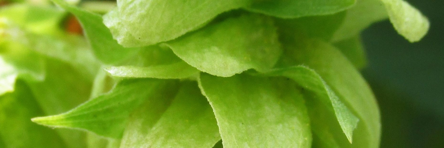 Florida Hops, LLC banner