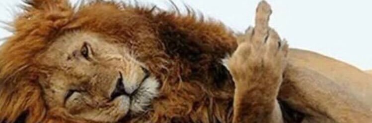 AliDed54's profile banner image
