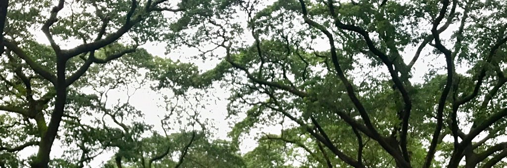 caleonpatricia's profile banner image