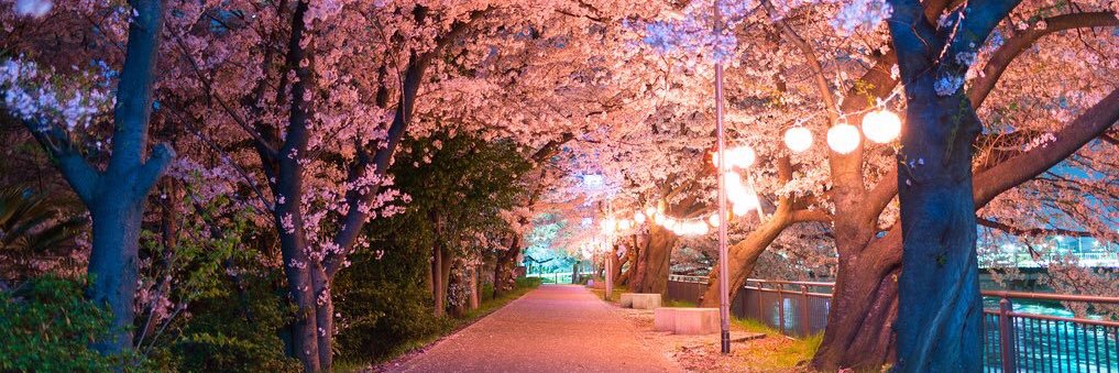 rosechen23's profile banner image