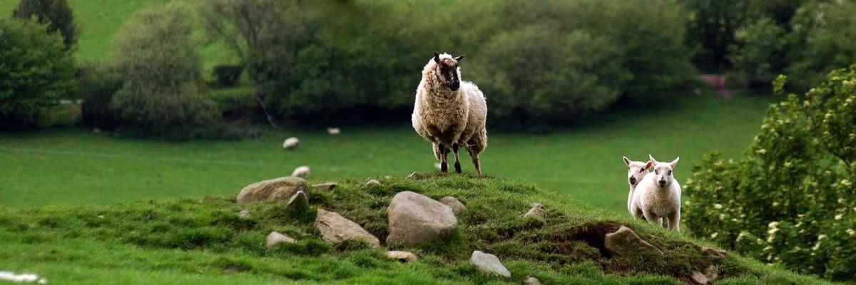 DPFarming's profile banner image