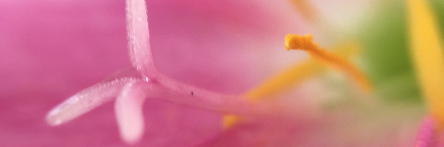 wfirmo's profile banner image