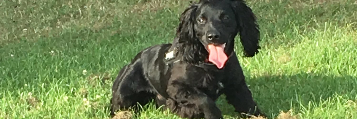 RowleyDonna's profile banner image