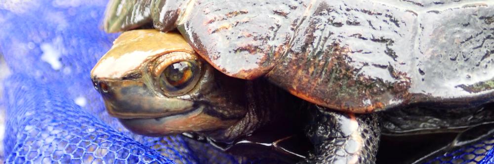 𓆉三七三𓆏㌇ banner