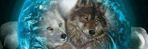 fotos de lobos buscar banner