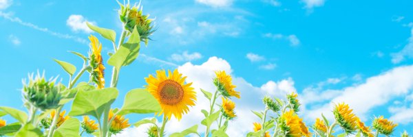 kin0ko_nok0 Profile Banner