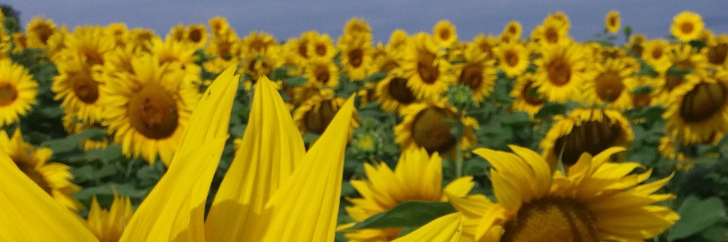RolfWestermann's profile banner image