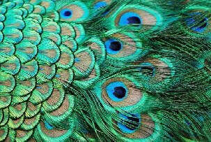 PriyankaP08's profile banner image