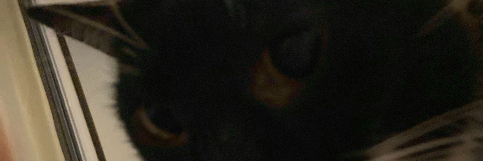 bernardo_angra's profile banner image