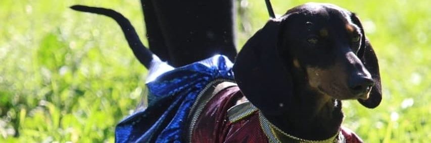 Carlos Llanos banner