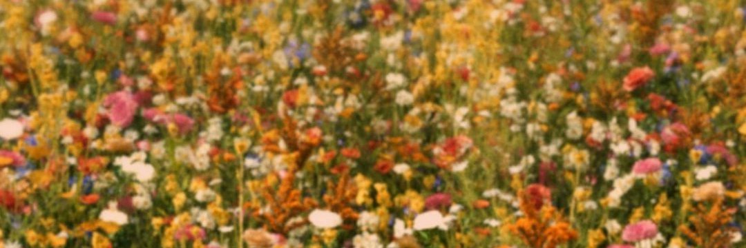 Np0814🐰ྀི🌼 ྀི🐻 ྀི🐝ྀི♡​ banner