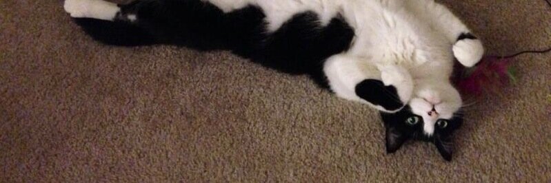 TheCatTweeting's profile banner image